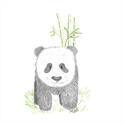 Baby Panda Sketch