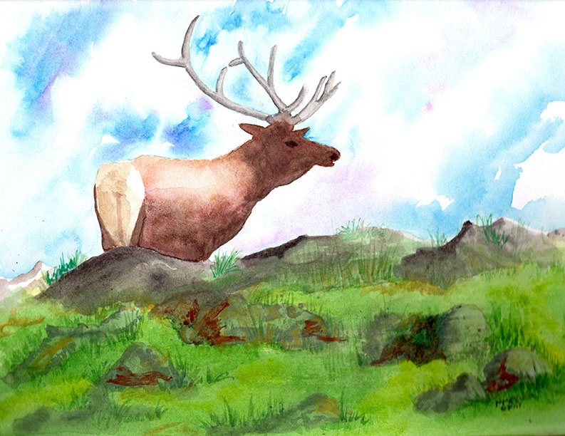 Rocky Mountain National Park Elk